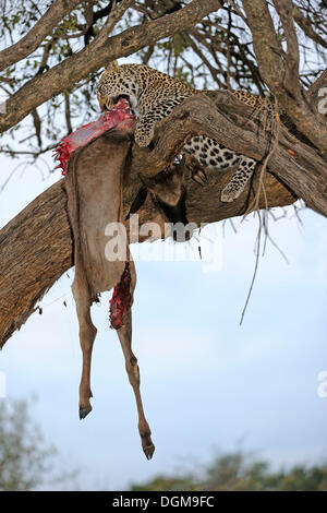 Leopard (Panthera pardus) se nourrissant sur les saisies ou bleu gnou commun (Connochaetes taurinus), sur un arbre, Masai Mara, Kenya Banque D'Images