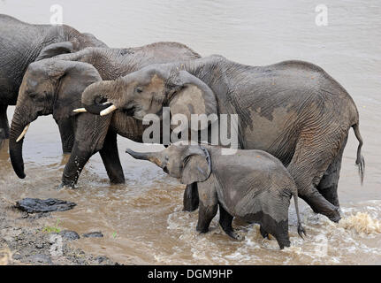 Bush africain ou éléphants éléphants de savane d'Afrique (Loxodonta africana), les adultes avec les jeunes traversant la rivière Mara, Masai Mara Banque D'Images