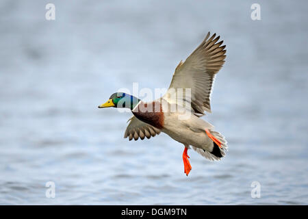 Le Canard colvert (Anas platyrhynchos), Drake en vol, Berlin Banque D'Images