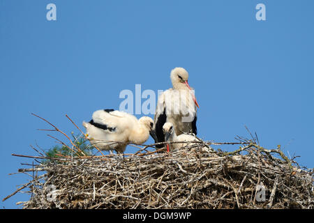 Cigogne Blanche (Ciconia ciconia), des profils avec deux oisillons dans le nid de cigognes, village de Linum, Fehrbellin, Brandebourg, PublicGround Banque D'Images