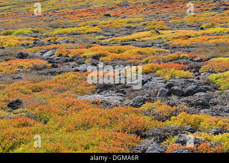 Tapis de rivage Galapagos ou pourpier pourpier de mer (Le Coucal portulacastrum), l'île de Plaza Sur, Îles Galápagos Banque D'Images