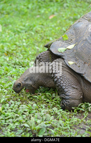 Tortue géante des Galapagos (Geochelone elephantopus porteri) dans le marais de la région des Highlands, l'île de Santa Cruz Banque D'Images