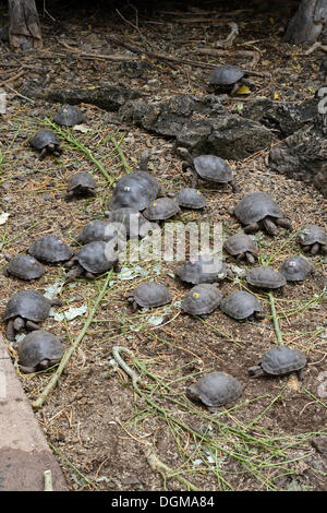 Les jeunes produites tortues géantes (Geochelone spp.) dans les stylos de différentes sous-espèces à la Station de recherche Charles Darwin Banque D'Images