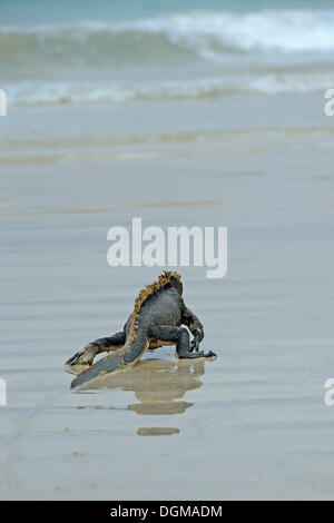 Iguane marin (Amblyrhynchus cristatus), sous-espèce de l'île Isabela, courir vers la mer pour se nourrir, îles Galapagos, Banque D'Images