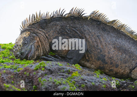 Iguane marin (Amblyrhynchus cristatus), sous-espèce de l'île Isabela, feding sur l'algue de lave, Puerto Villamil, Galapagos Banque D'Images