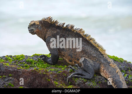 Iguane marin (Amblyrhynchus cristatus), sous-espèce de l'île Isabela, Puerto Villamil, îles Galapagos, UNESCO World Banque D'Images