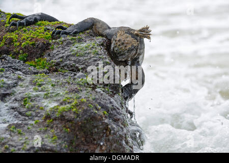 Iguane marin (Amblyrhynchus cristatus), sous-espèce de l'île Isabela, l'alimentation sur l'algue de lave, Puerto Villamil, Banque D'Images