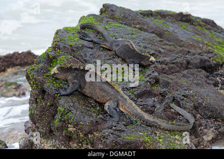 Iguane marin (Amblyrhynchus cristatus), sous-espèce de l'île Isabela, l'alimentation sur l'algue de lave, Puerto Villamil, Banque D'Images