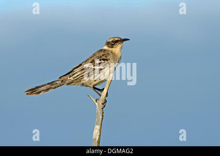 Mockingbird Galapagos (Nesomimus parvulus), l'île de Genovesa, îles Galapagos, l'UNESCO Patrimoine mondial naturel, en Equateur Banque D'Images