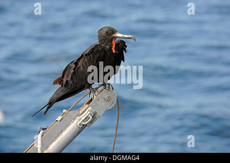 Frégate superbe (Fregata magnificens) perché sur un bateau grue, l'île de Santa Cruz, l'archipel des Galápagos, UNESCO World Banque D'Images