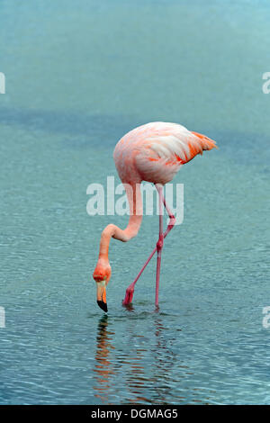 American Flamingo (Phoenicopterus ruber), l'île de Santa Cruz, Galapagos, site du patrimoine naturel mondial de l'UNESCO, de l'Équateur Banque D'Images