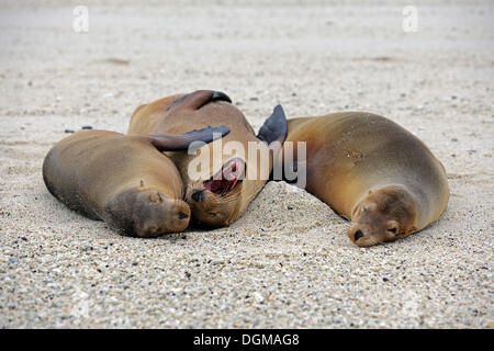 Le lion de mer Galapagos (Zalophus wollebaeki), l'île de Genovesa, îles Galapagos, l'UNESCO Site du patrimoine naturel mondial, l'Équateur Banque D'Images