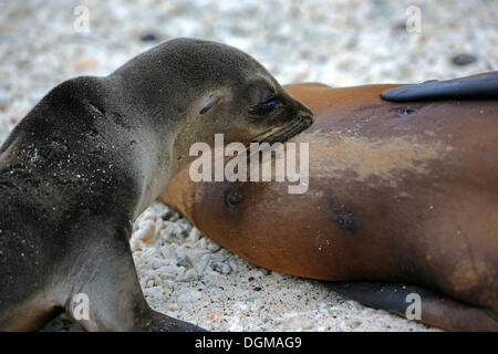 Jeune Lion de mer Galapagos (Zalophus wollebaeki) d'être allaité par sa mère, l'île de Genovesa, îles Galapagos, UNESCO World Banque D'Images