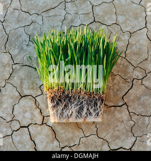 Black Rock Desert aride croûté de sel surface fissurée playa Wheatgrass plantes avec un réseau dense de racines Banque D'Images