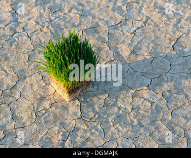 Black Rock Desert aride croûté de sel surface fissurée playa Wheatgrass plantes avec un réseau dense de racines Banque D'Images