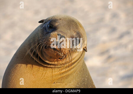 Lion de mer Galapagos (Zalophus wollebaeki), portrait, Santa Fe Island, l'île Santa Fe, Galapagos, site du patrimoine mondial de l'UNESCO Banque D'Images