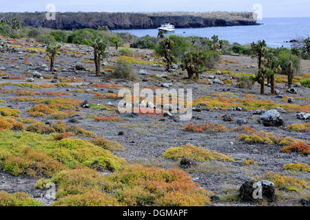 Galápagos, le figuier de Barbarie (Opuntia echios), sur un tapis de rives pourpier (Le Coucal portulacastrum), l'île South Plaza Banque D'Images