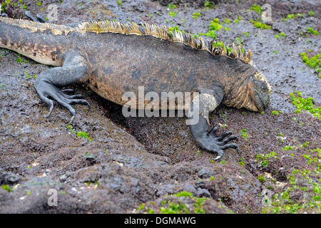 Iguane marin (Amblyrhynchus cristatus), sous-espèce de l'île Isabela, se nourrissant d'algues sur des roches de lave, Puerto Villamil Banque D'Images