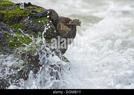 Iguane marin (Amblyrhynchus cristatus), sous-espèce de l'île Isabela, se nourrissant d'algues sur des roches de lave, Puerto Villamil Banque D'Images