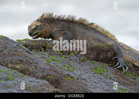 Iguane marin (Amblyrhynchus cristatus), sous-espèce de l'île Isabela, se nourrissant d'algues sur des roches de lave, Puerto Villamil Banque D'Images