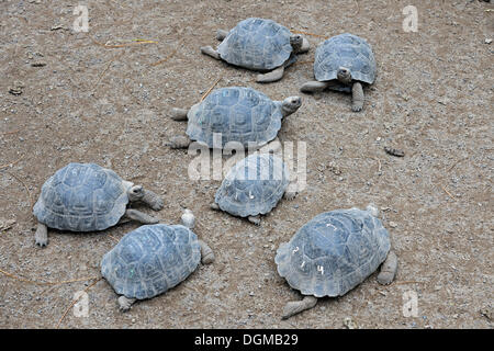 Les jeunes individus de la tortue géante des Galapagos (Geochelone elephantopus sp.), dans une station d'élevage, Puerto Villamil Banque D'Images