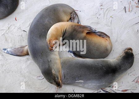 Le lion de mer Galapagos (Zalophus wollebaeki), l'île Isabela, Puerto Villamil, îles Galapagos, site du patrimoine mondial de l'UNESCO Banque D'Images