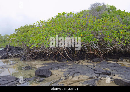 Les palétuviers rouges (Rhizophora mangle), Isabela Island, îles Galapagos, UNESCO World Heritage Site, Equateur, Amérique du Sud Banque D'Images