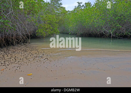 Les palétuviers rouges (Rhizophora mangle), Isabela Island, îles Galapagos, UNESCO World Heritage Site, Equateur, Amérique du Sud Banque D'Images