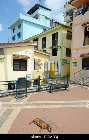 Maisons colorées dans le quartier de Las Penas sur le Cerro Santa Ana, Guayaquil, Equateur, Amérique du Sud Banque D'Images