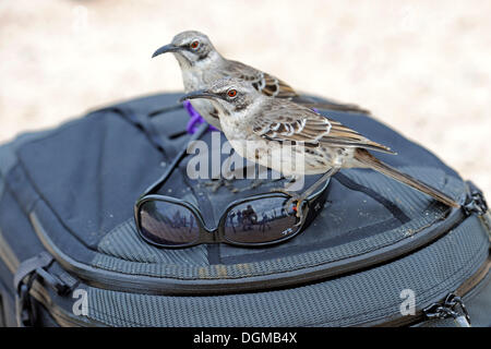 Mockingbirds (Nesomimus parvulus capot macdonaldi), sous-espèce de l'île Espanola, intéressés par un photographe sur les lunettes. Banque D'Images