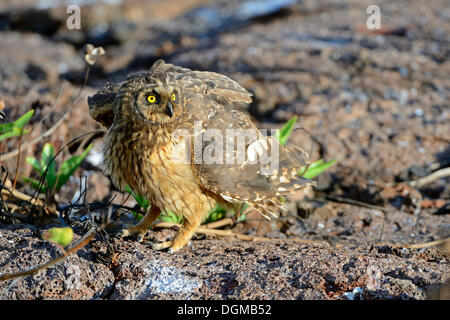 Les Galápagos le hibou des marais (Asio flammeus galapagoensis), l'île de Genovesa, îles Galapagos, site du patrimoine naturel mondial de l'UNESCO Banque D'Images