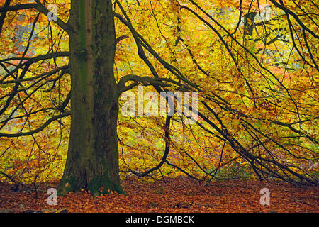 Tronc moussu d'un vieux hêtre (Fagus) en automne, réserve naturelle de l'ancienne forêt de Sababurg, Hesse Banque D'Images