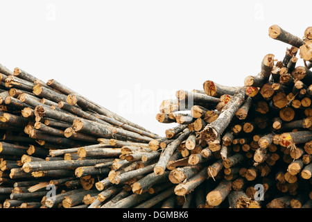 Une pile de bois de sciage, Lodge Pole pins à une scierie. Banque D'Images