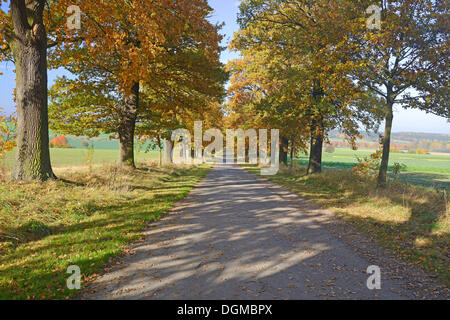 Route idyllique en automne avec de vieux chênes (Quercus), forêt vierge Sababurg, Hesse, Allemagne Banque D'Images