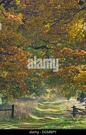 Route idyllique en automne avec de vieux chênes (Quercus), forêt vierge Sababurg, Hesse, Allemagne Banque D'Images