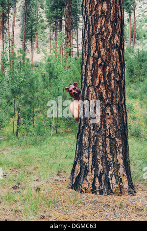 Un homme debout derrière un arbre de pin ponderosa, scrutant autour du tronc portant un masque d'ours. Banque D'Images