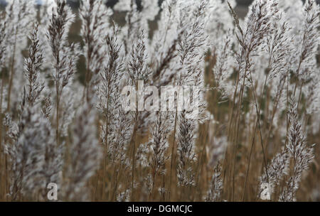 Roseau commun (Phragmites australis), têtes de graine, îles de la Frise orientale, Langeoog, Basse-Saxe, Allemagne Banque D'Images