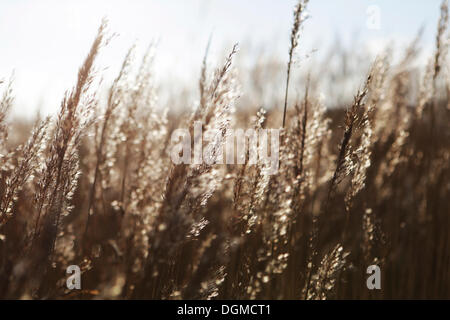 Roseau commun (Phragmites australis), têtes de graine, îles de la Frise orientale, Langeoog, Basse-Saxe, Allemagne Banque D'Images