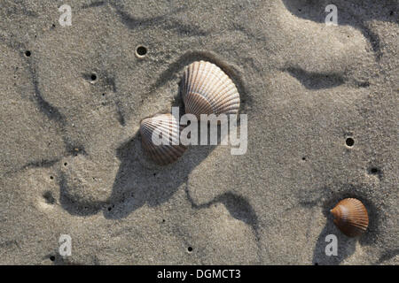 Coquillages couché dans le sable sur la plage, Langeoog, Ostfriesische Inseln, Basse-Saxe, Allemagne Banque D'Images