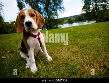 Un chiot beagle mâle tricolor assis dans l'herbe sur le bord d'un lac Banque D'Images