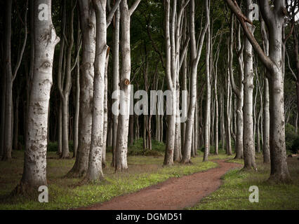 Chemin à travers la forêt des fantômes avec les hêtres (Fagus sylvatica), Gespensterwald, Rostock, Mecklembourg-Poméranie-Occidentale Banque D'Images