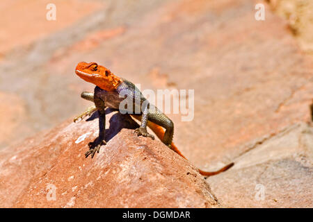 Un homme à tête rouge (Agama agama Agama Rock) est de prendre un bain de soleil sur un rocher, la Namibie, l'Afrique Banque D'Images