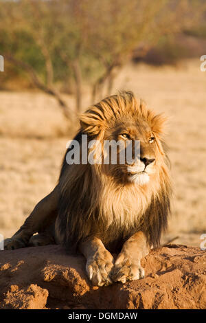 Un homme lion (Panthera leo) dans le soleil du matin, fondation Africat, Namibie, Afrique Banque D'Images