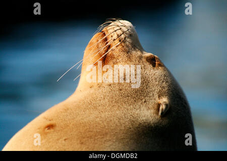 Un lion de mer au soleil, ZOOM Erlebniswelt-expérience, Gelsenkirchen, Allemagne Banque D'Images
