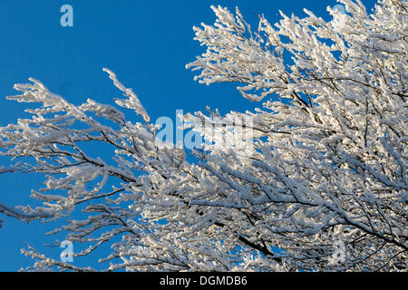 Branches couvertes de givre Banque D'Images