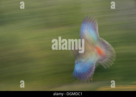 Kea (Nestor notabilis) en vol, Parc National abel tasman, Nelson, île du Sud, Nouvelle-Zélande Banque D'Images