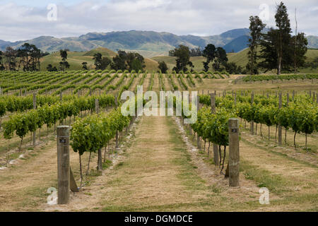 Vignobles de la région de Marlborough, île du Sud, Nouvelle-Zélande Banque D'Images