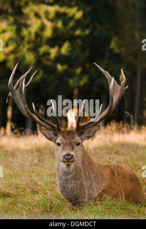 Red Deer (Cervus elaphus) stag, le repos, l'Forsthaus Hohenroth suis Forester's lodge Rothaarsteig, Siegen-Wittgenstein Banque D'Images