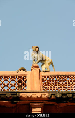 Les macaques rhésus ou des singes Rhésus (Macaca mulatta), le Fort Rouge, Agra, Uttar Pradesh, Inde du Nord, Inde, Asie du Sud, Asie Banque D'Images