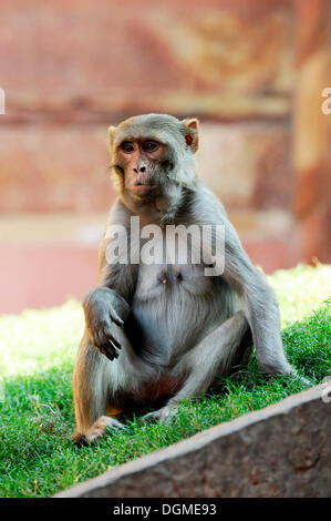 Macaque rhésus ou singe Rhésus (Macaca mulatta), le Fort Rouge, Agra, Uttar Pradesh, Inde du Nord, Inde, Asie du Sud, Asie Banque D'Images